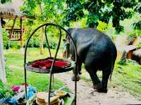 🐘 Morning Trumpets & Mud Baths – Life at Chai Lai Orchid 🌿