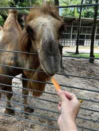 Signature Phu Quoc Safari ! Must see!