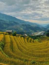 Golden Rice Terraces of Vietnam 🌾