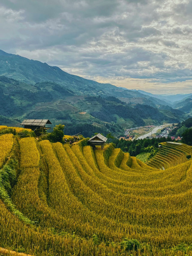 Golden Rice Terraces of Vietnam 🌾