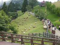 Review: Cingjing Farm (清境農場) – Taiwan's Little Switzerland
