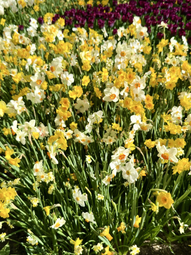 ๐บ More Than Just Flowers ๐บ More Than Just Flowers