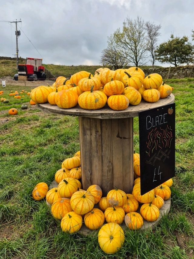 Stouslie Farm Pumpkin Patch, Hawick – A Scenic, Family-Friendly Autumn Adventure