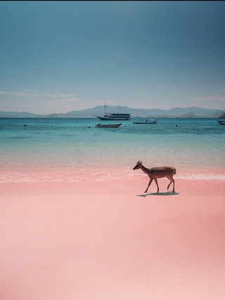 Sehari di Komodo: Pantai Merah Muda, Naga & Air Biru Kehijauan 🐉🏝️🇮🇩