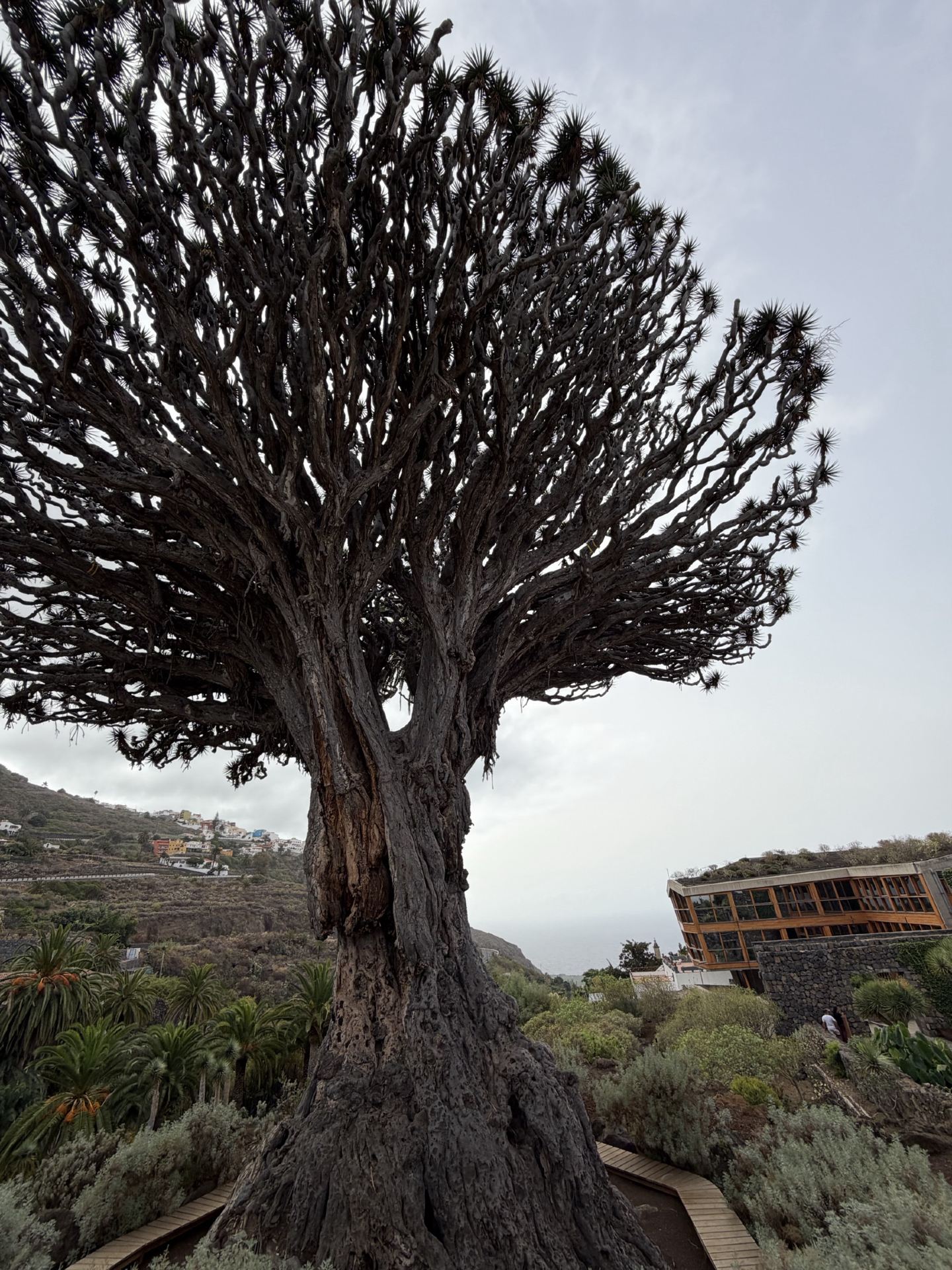The Drago Tree: Tenerife’s 1,000-Year-Old Ancient Giant🪾