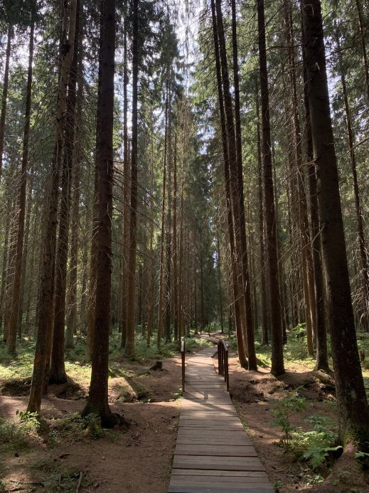 A Slow Day in Komarovo: A Little Escape from St. Petersburg 🌲🚂