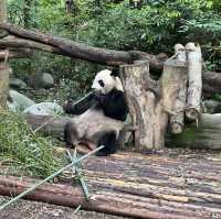成都熊貓基地