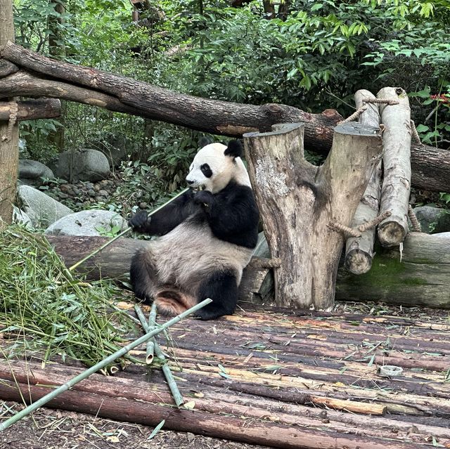 成都熊貓基地