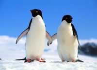 Longing for the pure and flawless love in the ice and snow of Antarctica.