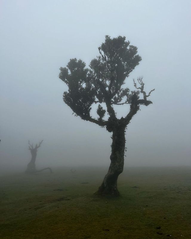 Discover Fanal Forest: Your Instagram-Worthy Escape into Madeira's Photogenic Paradise! 🌳📸