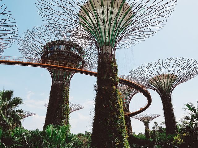 🇸🇬新加坡「擎天樹」