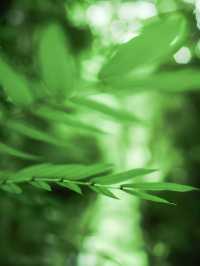 深圳這座免費的小眾公園我不敢告訴太多人，因為實在太好拍了！