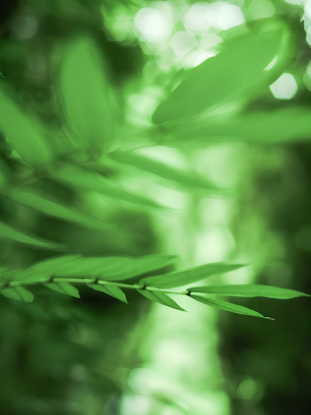 深圳這座免費的小眾公園我不敢告訴太多人，因為實在太好拍了！