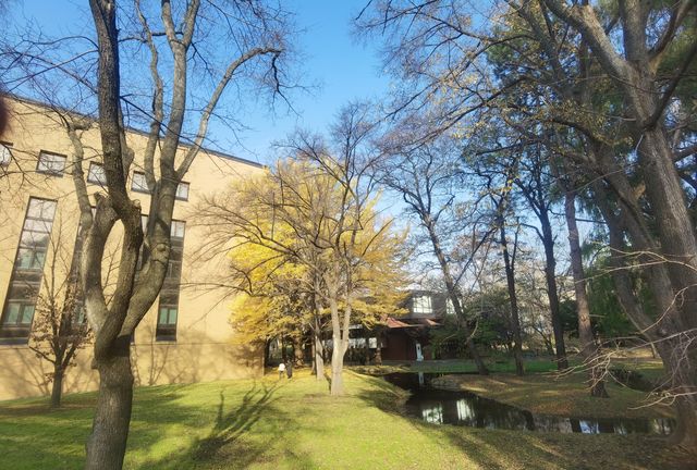 北海道大學校園—關不住的滿園秋色