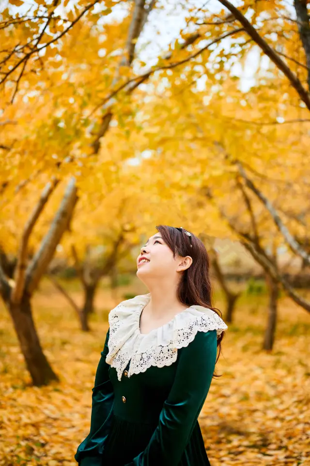 江浙沪は秋の天井を楽しむ、紹興の五泄湖の銀杏の葉が地面に散らばっています
