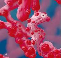 科莫多島旅遊必看攻略!!