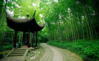 杭州雲棲竹徑：翠竹青青，古木參天，探秘杭州的自然之美