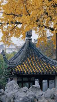 蘇州銀杏季|怡園的300歲銀杏披上金甲