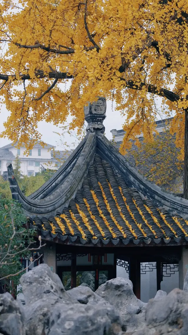 Ginkgo season in Suzhou| The 300-year-old ginkgo in Yi Garden is dressed in golden armor