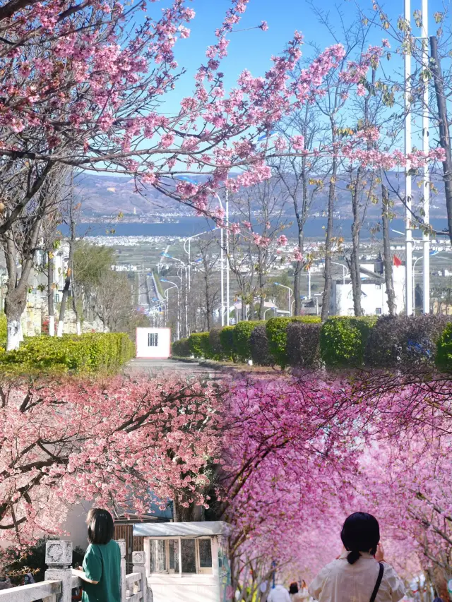 일본 겨울 벚꽃이 아니라, 쿤밍의 겨울에 한눈에 반한 핑크색 로맨틱입니다
