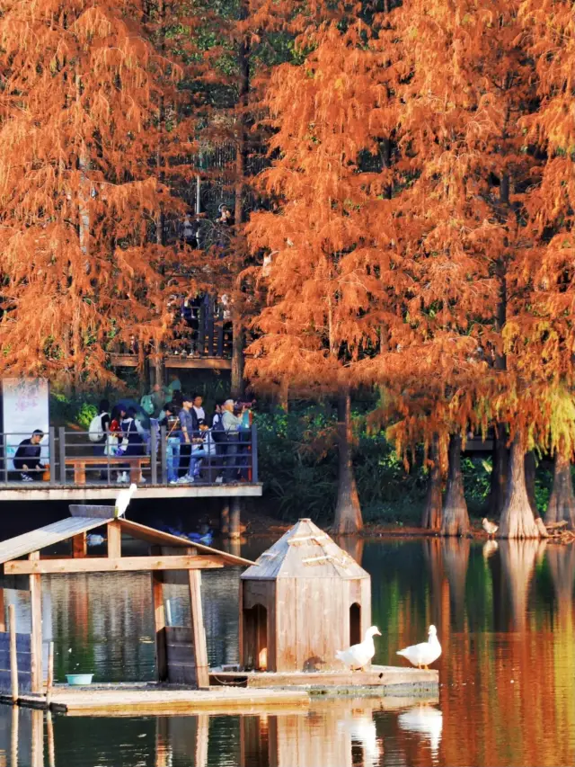 Beautiful Metasequoia~ The red forest that brushes the circle of friends~ A good place to go on weekends