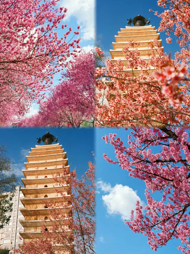 昆明、ここには日本のアニメの桜並木があります