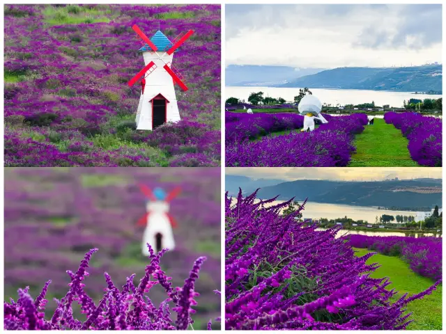 I guess you haven't experienced camping in a sea of flowers, hurry up and try the cloud sea of flowers