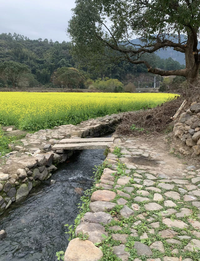 長泰古山重的油菜花終於盛開了，這裡人少景美，讓人心曠神怡