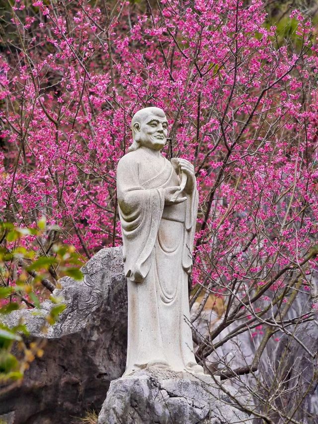 東華禪寺的櫻花綻放了