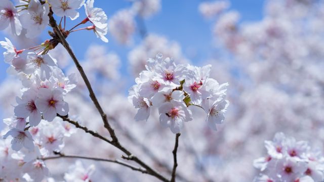 在櫻花樹下旅行吧～