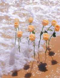 玫瑰和大海的浪漫壇南灣會懂！