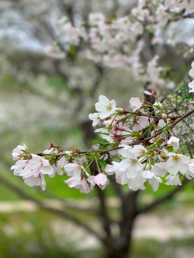 抚州櫻花園>