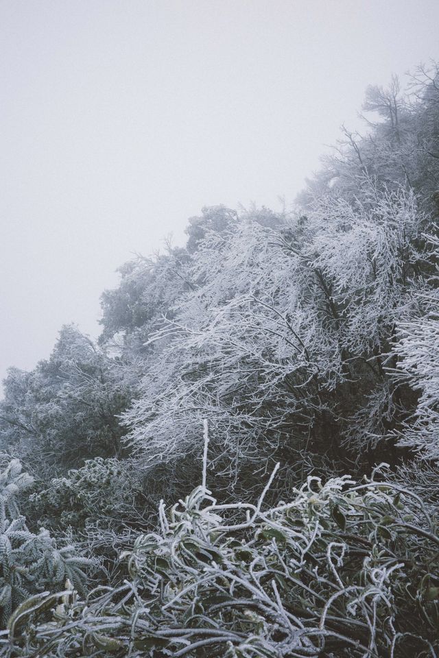 看看陽明山的霧凇