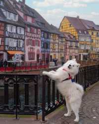 Best of Alsace during Christmas 🎅🎄 Which photo is your fave? ❤️