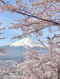 東京·富士山賞櫻一日遊