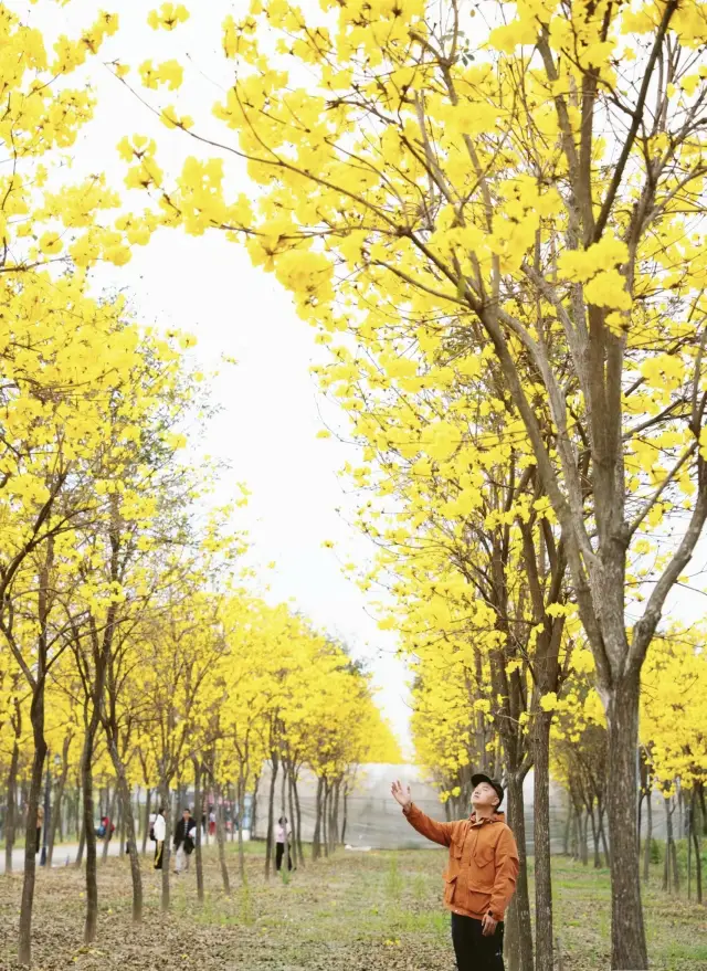 อย่าไปแออัดที่จูโถวจู้อีกต่อไปแล้วนะ!! ที่นี่มีต้นทองกวาวที่สวยงามกว่าและถ่ายรูปออกมาดีกว่านั้นอีก