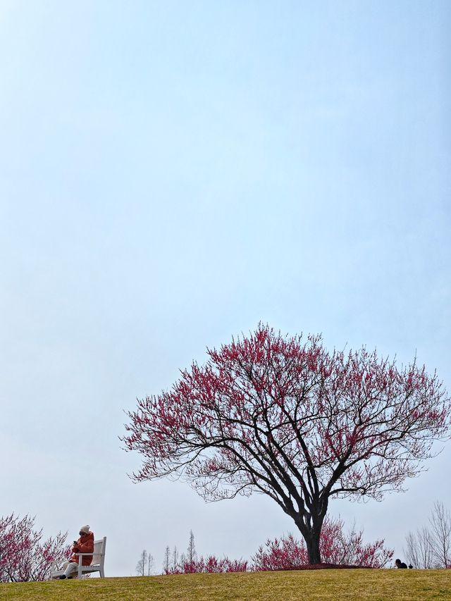 趕快來這裡趕上梅花的末班車，錯過了就要等一年