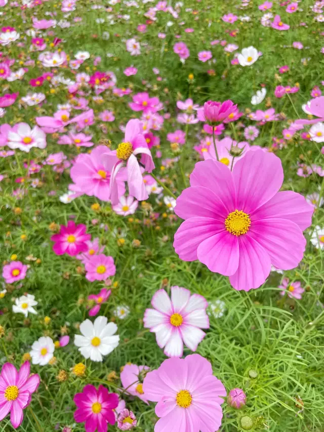 廈門五緣灣濕地公園的格桑花開了免費賞花攻略！