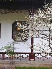 實時賞梅攻略：帶你尋找蘇州園林中最美的梅花