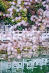 地鐵直達東湖公園的紫葉李真的都開好了！