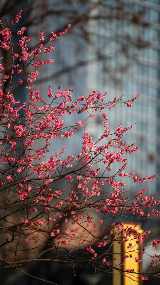 滿城花開的春天｜城中公園的紅梅｜春意盎然