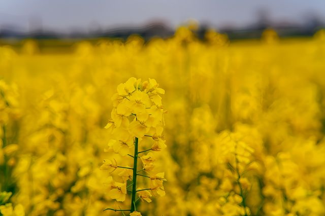 探秘：芷江也有春日賞花的人間仙境！