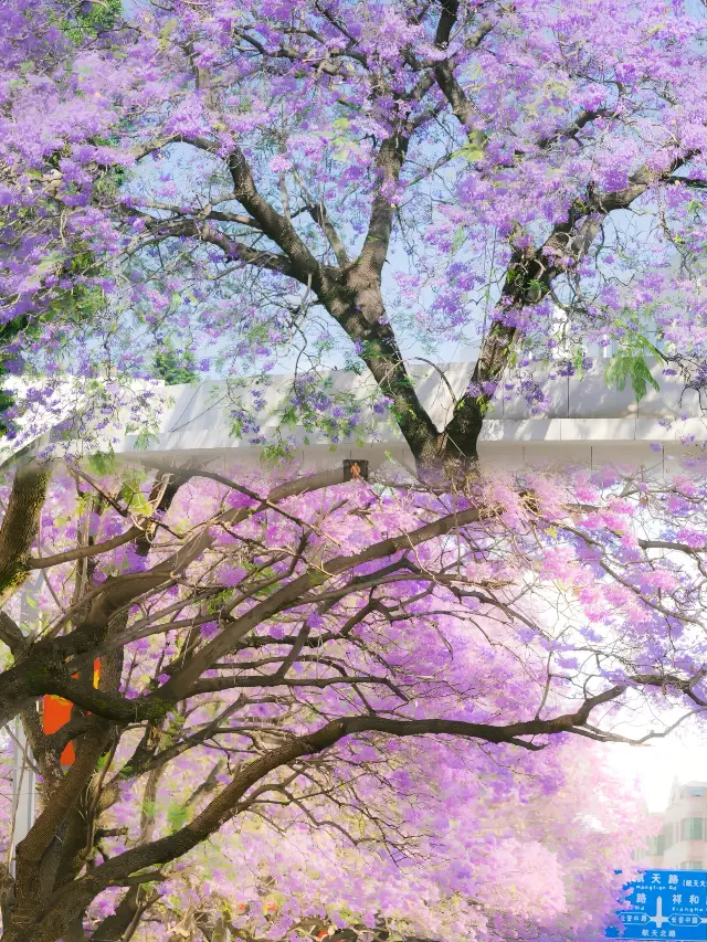 Under the Lens: Spring and Bright Scenery | The small town where the Jacaranda trees bloom