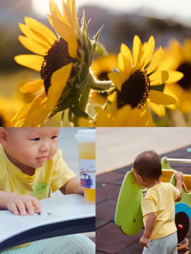 No one else catches my eyes, everywhere I look around is the sunflower sea at Zhuhai