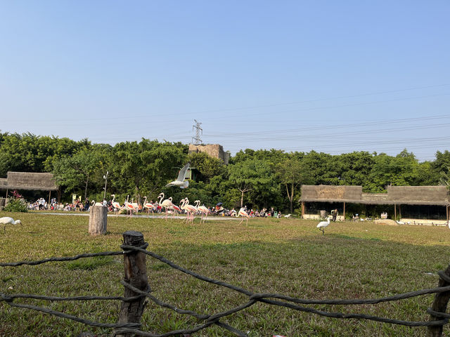 廣州長隆飛鳥樂園～什麼鳥都有