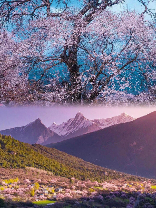 西藏三月出行計劃不可錯過的林芝桃花季