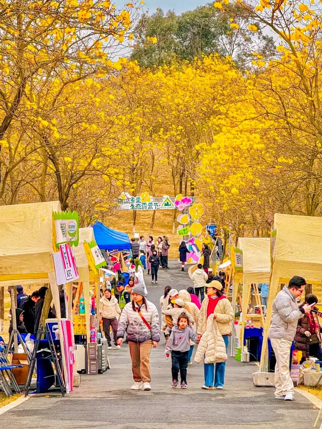 春の日の黄花の木の下でキャンプをしましょう