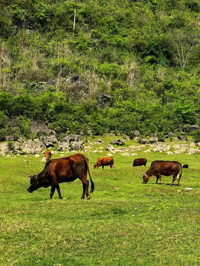 Gengwang Lake Live View| Dry Season Buckwheat Flowers Blooming Green Grassland