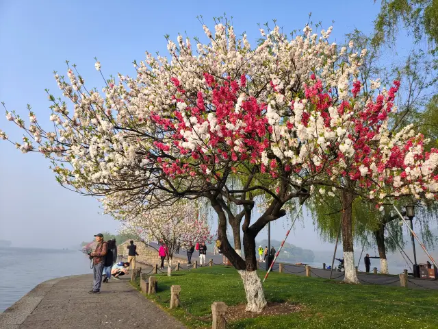 Spring outing must-visit: West Lake's Broken Bridge