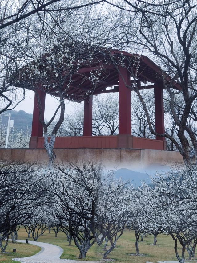 一起去黃埔賞梅，香雪公園梅花已盛開